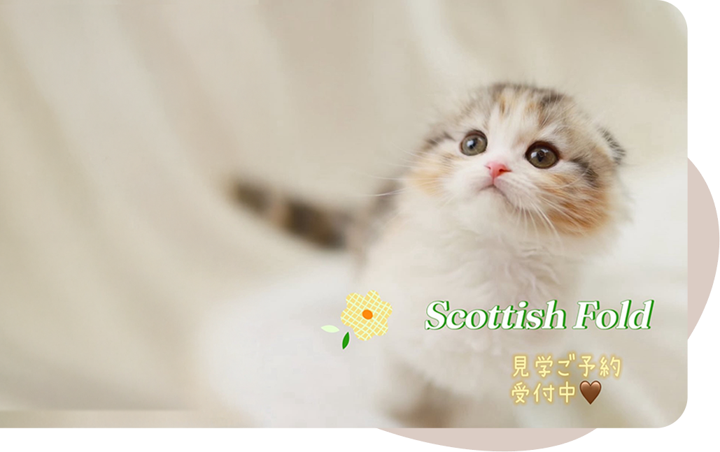 子猫の動画を発信中！