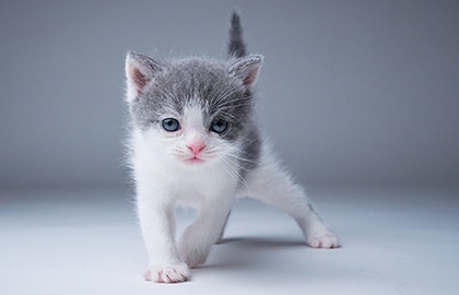 子猫の見学
