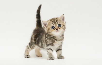 子猫の仮予約