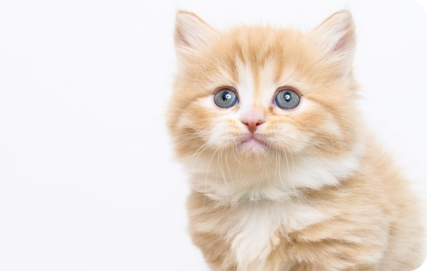 初めて猫を迎える方へ