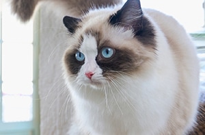 お迎えする猫種の性格をしっかり確認する