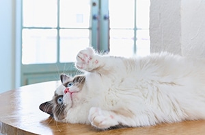 どんな猫ちゃんをお迎えしたいかを想像する