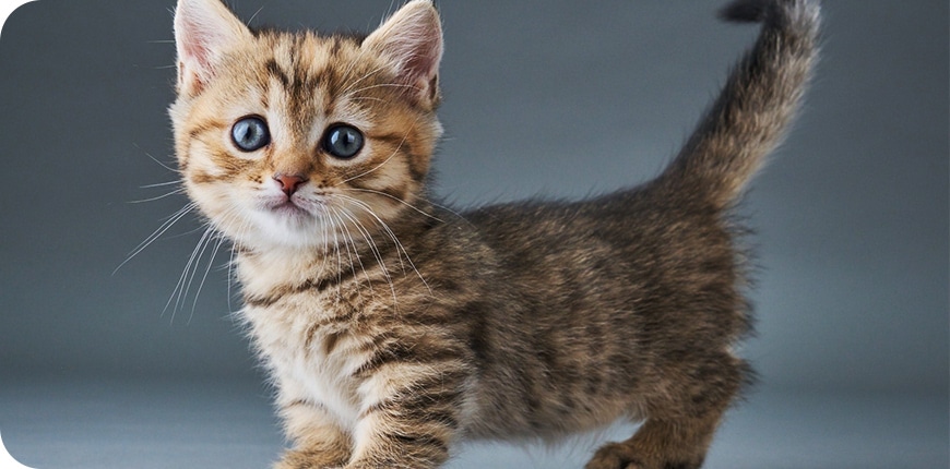 初めて子猫をお迎えされる方でも安心