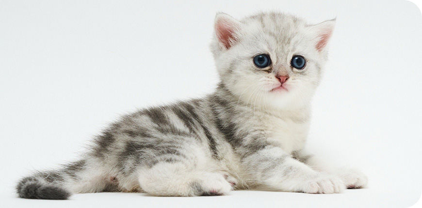 子猫の安心保障