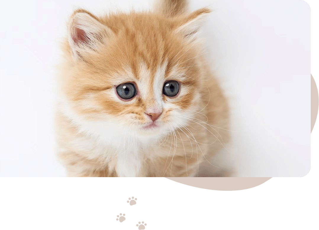 理想にピッタリの子猫を探すならChat Grace