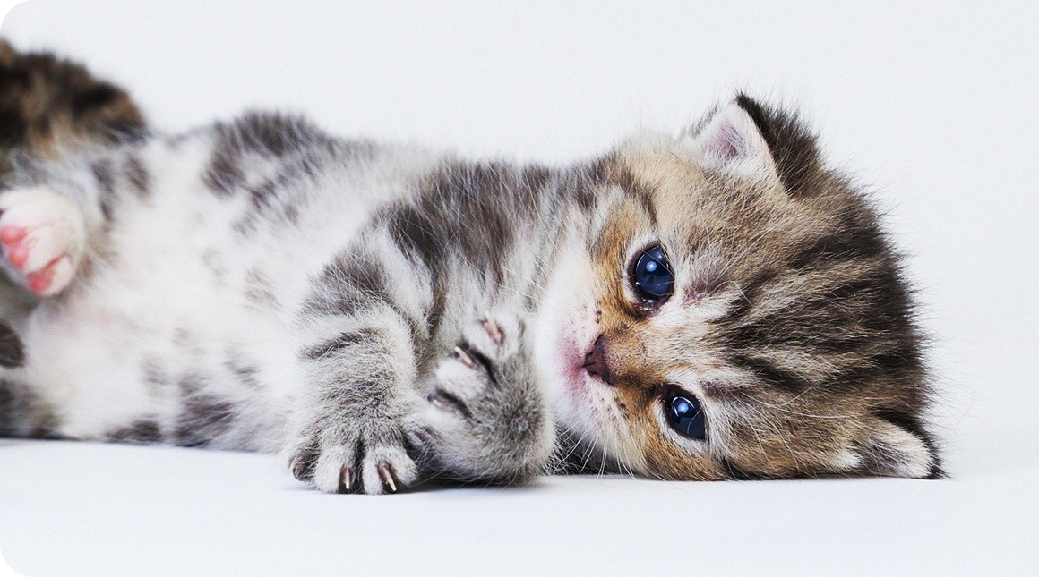 お迎え前の不安解消に「1週間トライアル」